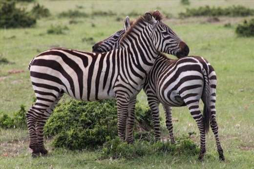 An embrace can be shared by more than just humans