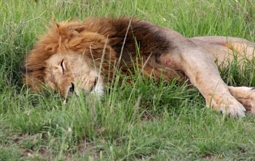 Even the most powerful of creatures still enjoys a nap in the sun