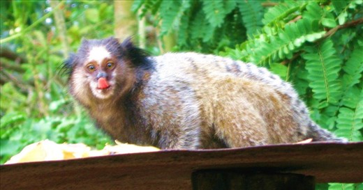 This is a photo I took of a marmoset monkey at my friend's house in Bom Dispacho