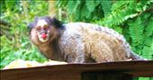 This is a photo I took of a marmoset monkey at my friend's house in Bom Dispacho: by jnormand, Views[240]