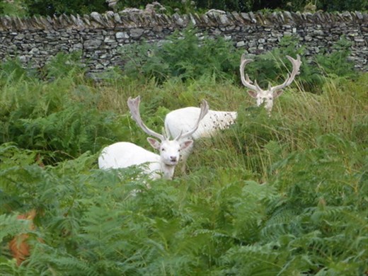 Fallow deer in Bradgate Park