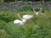 Fallow deer in Bradgate Park