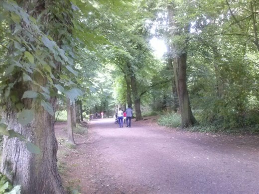 Walk in the woods in Yorkshire.