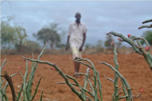 Joseph Mbai, a cassava farmer in Eastern Kenya survey his farm at the daybreak