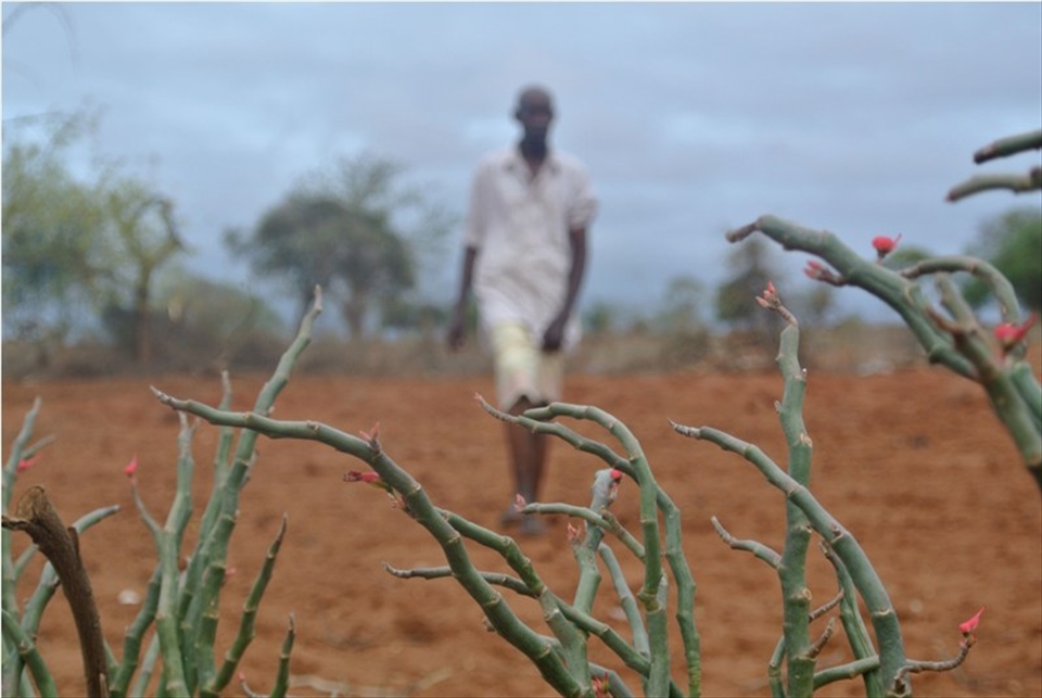Joseph Mbai, a cassava farmer in Eastern Kenya survey his farm at the daybreak