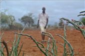 Joseph Mbai, a cassava farmer in Eastern Kenya survey his farm at the daybreak: by joankabugu, Views[683]