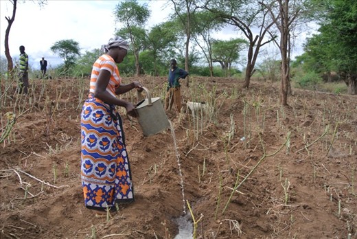 Faith, Joseph's daughter in law waters some cassava plants