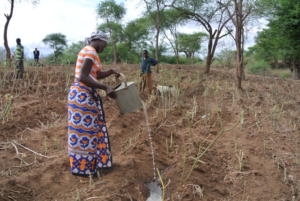 Faith, Joseph's daughter in law waters some cassava plants