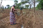 Faith, Joseph's daughter in law waters some cassava plants: by joankabugu, Views[357]