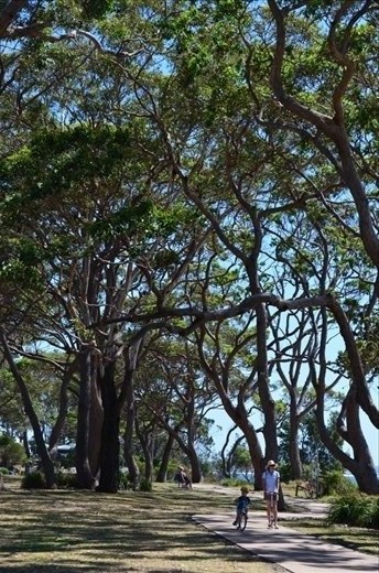 The majestic and weathered tree canopy that shelters a large part of Jervis Bay's cycle path, these trees have seen extreme winds, violent bush fires and treacherous rains yet stand the test of time remaining ever so tall and proud to provide a cool break for avid cyclists, pedestrians and beach goers alike. 