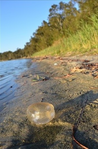 These strange crescent shaped objects are often mistaken for jellyfish and as a child most Australian kids will remember picking them up, or squishing them between our toes as they do not sting and are absolutely everywhere there is water. These clear, wobbly jellyfish looking things are actually the egg sac from the conical sand snail each containing hundreds of snail eggs. This lone egg sac caught my eye as the sun was setting over the bay as it is very rare to just find one on its own, it just seemed to be so content with the fact that it had prime position for the days sunset.