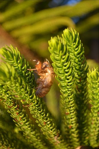 The Cicada is most probably the most iconic and common sight in Australia in the summertime, male Cicadas have loud noisemakers called 'tymbals' on the side of the abdominal base, which lets off a clicking type noise also fondly known 'down under' as the Cicada's Song. They live underground as nymphs for most of their lives before constructing an exit tunnel to the surface to emerge as adults, molting (shedding) their skin leaving behind an exoskeleton (shell) that commonly clings to bark and trees all over Australia.