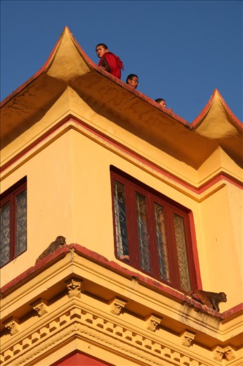 Monks sitting up above the crowds and the monkeys always looking for trouble. 