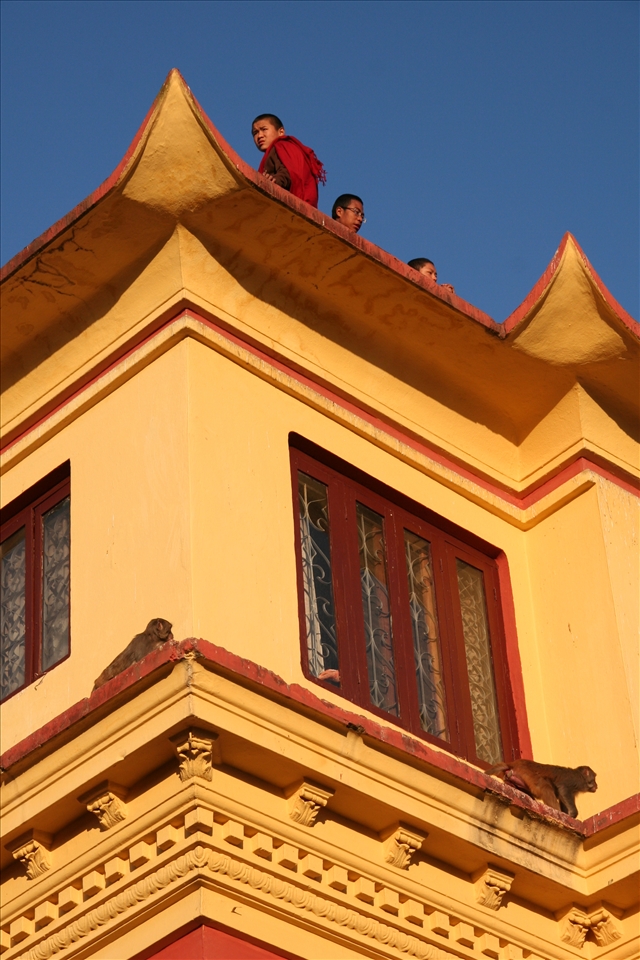 Monks sitting up above the crowds and the monkeys always looking for trouble. 