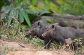 These two very small piglets were so inquisitive yet so scared! Barely a few weeks old, they would run towards us and then hide in the bushes. These piglets were at the start of the village, which meant the end of our trek and then end of our three day unbelievable zipline experience. An adventure one will never forget.: by jodyslens, Views[347]