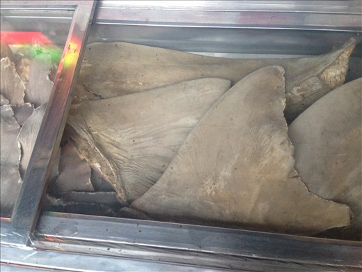 Shark Fin!