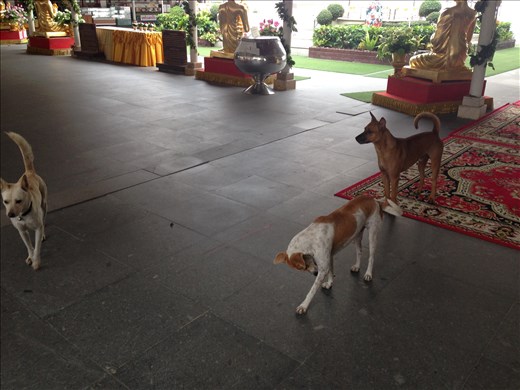 Temple dogs
