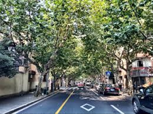 The trees form an awning