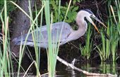 Then the know it all Heron showed me how it was done, and caught a nice bass for supper.: by joeyfishing, Views[277]