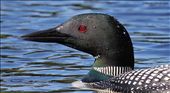 One loon came in close and whispered to me where to cast my lure.: by joeyfishing, Views[263]