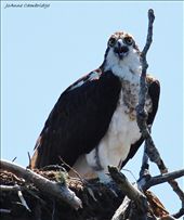 Even an Osprey called out to me and told me where to fish: by joeyfishing, Views[318]