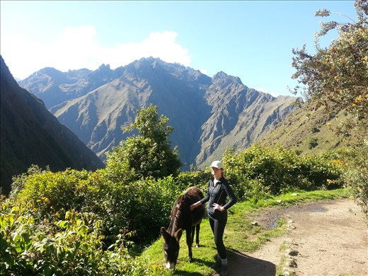 Pit stop (and another donkey)