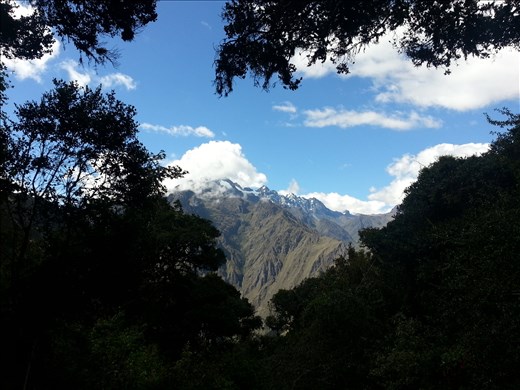 Peeking through the 'cloud jungle'