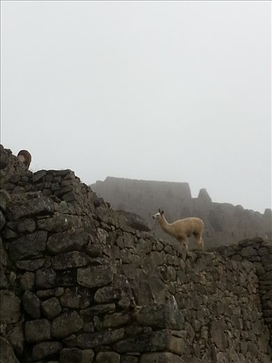 Llamas in the mist