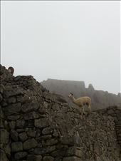 Llamas in the mist: by joeynash, Views[301]