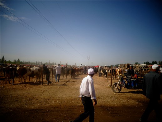 Kashgar's centuries old cattle market.