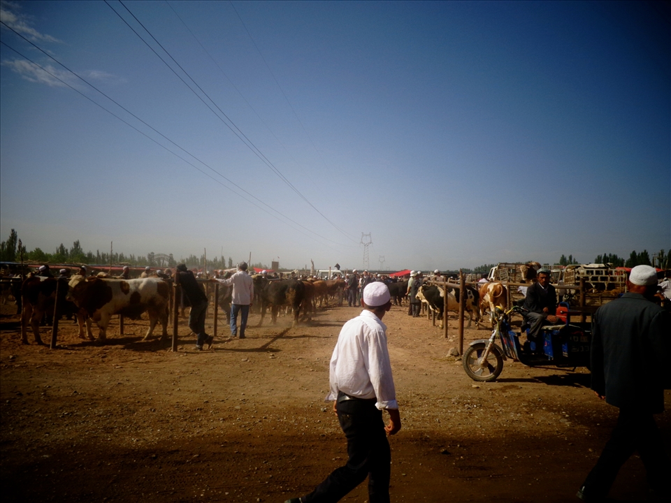 Kashgar's centuries old cattle market.