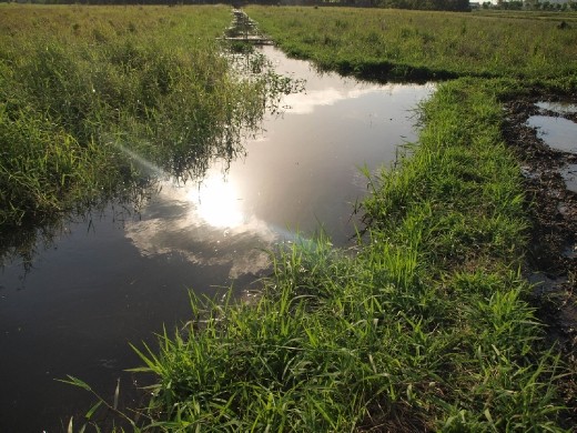 R.T.R., Agusan del Norte is the capital rice granary of the whole Caraga region of the Philippines. The small municipality is abundant in water and graced by a well-balanced weather which is a huge factor why the land is suitable for planting rice.