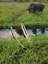 Those dried bamboo stems are supposed to be bridges for the caretakers and farmers but they don't use it because they prefer to jump from one field to another. : by joharra, Views[255]