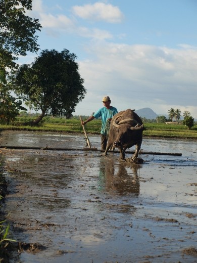This is how the local level or plain their fields through the traditional way, usually with a domesticated water buffalo - kalabaw or the carabao - handled by a caretaker/farmer, before the actual planting. 
