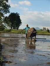 This is how the local level or plain their fields through the traditional way, usually with a domesticated water buffalo - kalabaw or the carabao - handled by a caretaker/farmer, before the actual planting. 
: by joharra, Views[247]