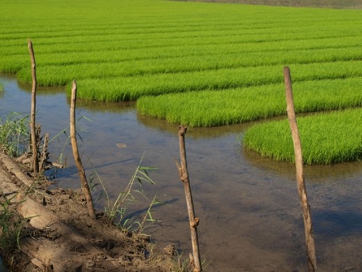 This is just one of the many rice nurseries of R.T.R., Agusan del Norte, Philippines. The local called these luscious green plants 'Semilya