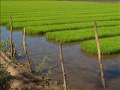 This is just one of the many rice nurseries of R.T.R., Agusan del Norte, Philippines. The local called these luscious green plants 'Semilya
