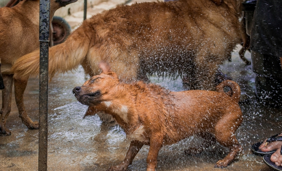 scene of dog enjoying bathing~