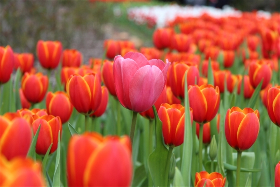 The Spring season: A distinct flower is seen among the rest. Picture is taken during a visit to flower festival during Spirng Festival in Perth