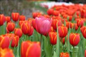 The Spring season: A distinct flower is seen among the rest. Picture is taken during a visit to flower festival during Spirng Festival in Perth: by johnsonlens, Views[1376]