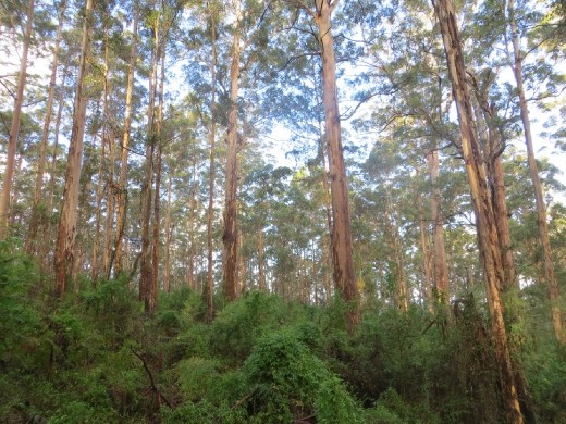 Karri trees