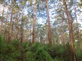 Karri trees: by johnsteel, Views[460]