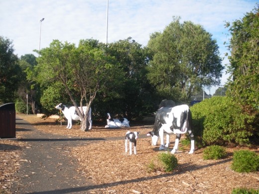 Cow sculptures in Cowaranup