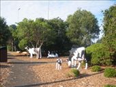 Cow sculptures in Cowaranup: by johnsteel, Views[463]