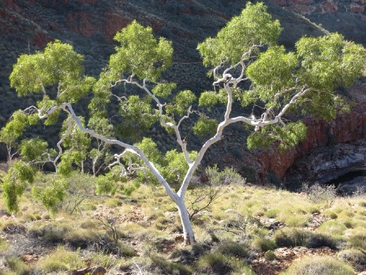 Ghost Gum, Ormiston Gorge