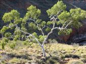 Ghost Gum, Ormiston Gorge: by johnsteel, Views[296]