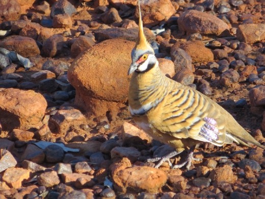 Spinifex Dove, Kings Canyon