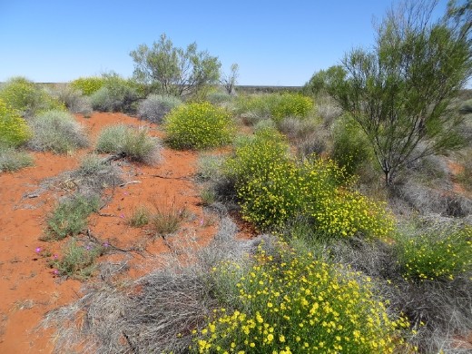 Blooming Desert, Uluru
