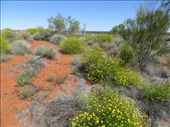 Blooming Desert, Uluru: by johnsteel, Views[441]