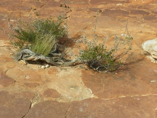 Nature's Ikebana at King's Canyon
